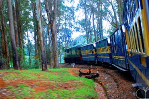 toy train travelling through a forest
