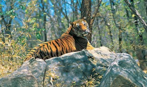 tiger in Wayanad Wildlife Sanctuary