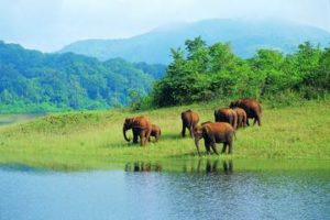 seven elephants in wildlife of kerala