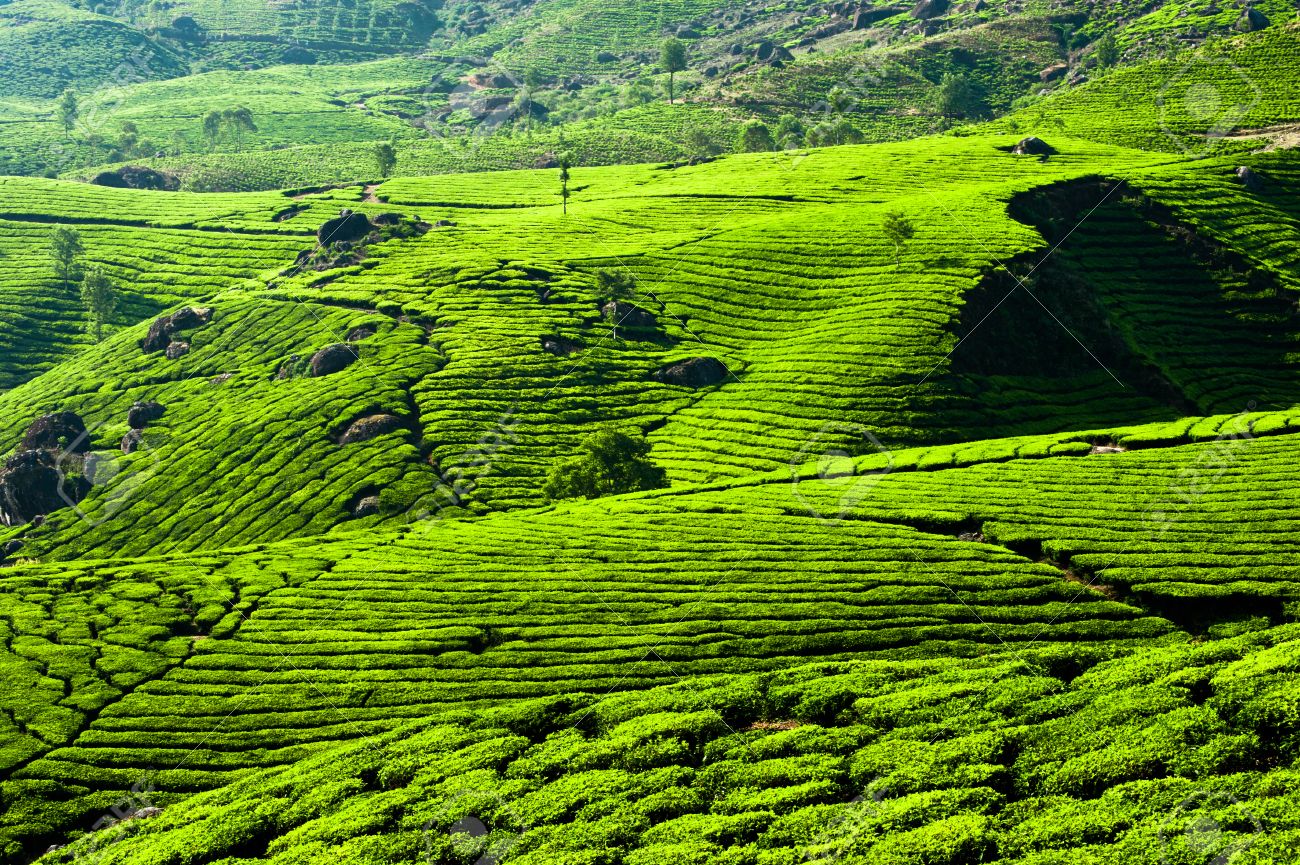 Tea plantation landscape. Munnar, Kerala, India. Nature background