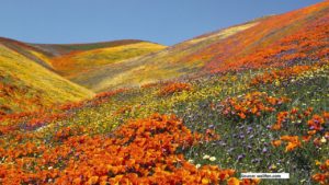 different colour combine flower mountain