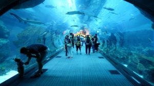 underwater aquarium in dubai