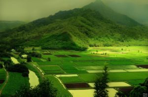 a mountain filled with jungle and irrigation field