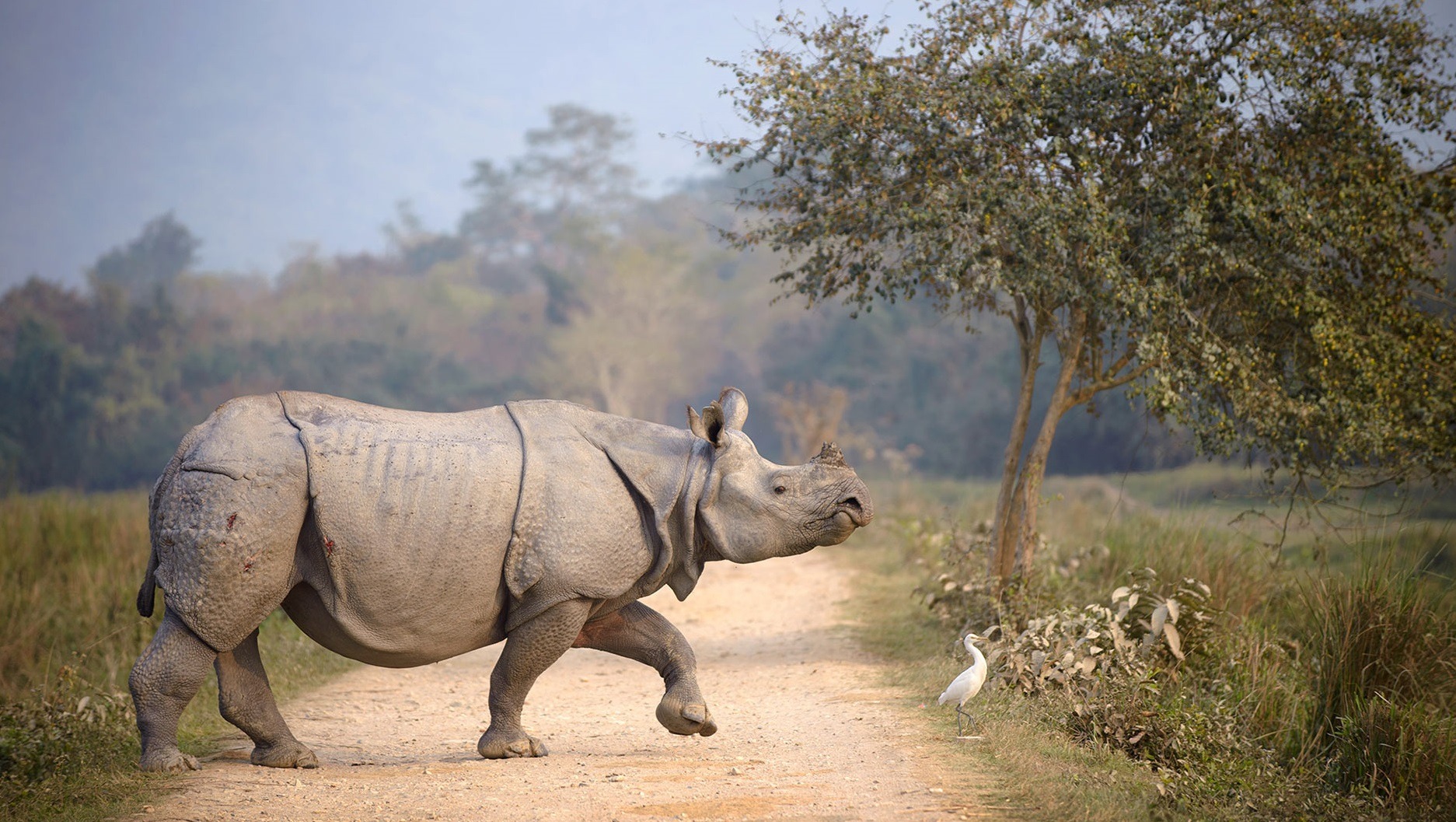 rhinoceros crossing the road of a jungle
