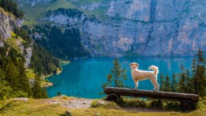 lake beside a mountain, a dog standing on a rock ledge