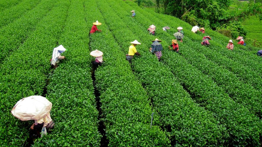 people farming in tea garden