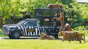 safari tour, 5 tigers